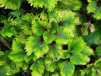 Close up of green coleus atropurpureus