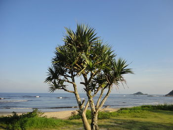 Scenic view of sea against clear sky