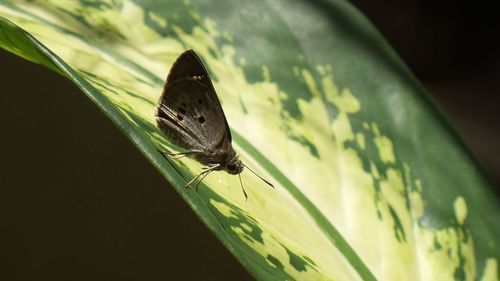 Close-up of butterfly