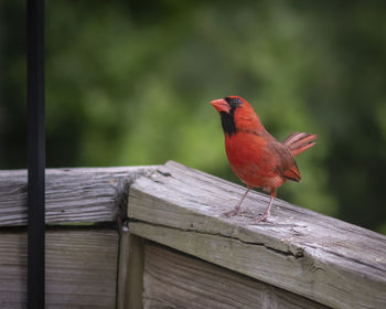 Close-up of bird perching on wooden fence