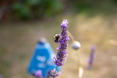 Close-up of insect on purple flowering plant