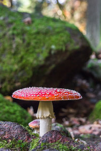 Close-up of fly on mushroom