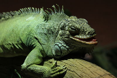 Close-up of iguana