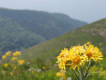 Close-up of yellow flowering plant