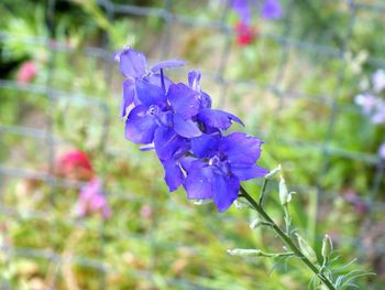 Close-up of purple flowers blooming outdoors