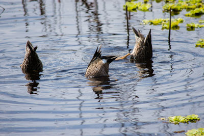 Birds swimming in lake