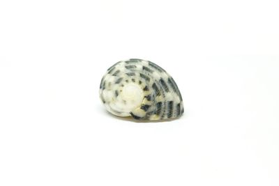 Close-up of shell over white background