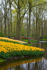 Yellow flowers growing in park