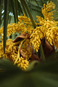 Close-up of yellow flowers