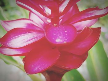 Close-up of pink flower