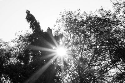 Low angle view of trees against clear sky