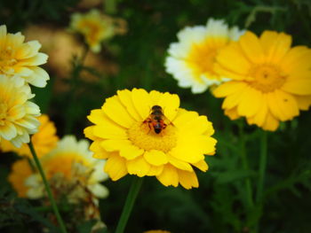 Close-up of bee on yellow flowers