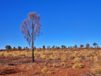 Trees on field against clear blue sky