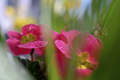 Close-up of wet pink flower