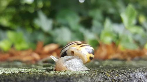 Close-up of snail