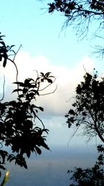 Low angle view of trees against cloudy sky