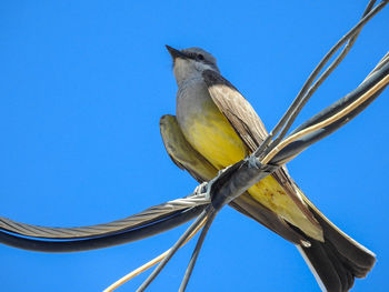 Low angle view of bird perching on cable against clear blue sky