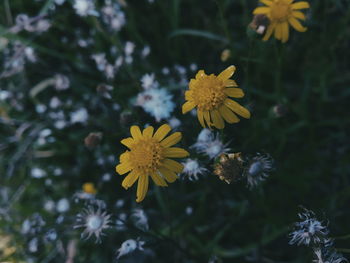 Close-up of yellow flowering plant