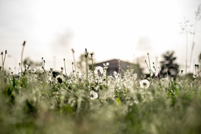 Close-up of flowering plants on field against sky