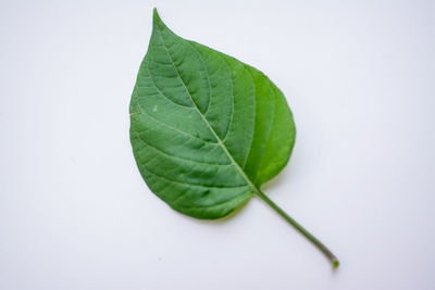 High angle view of plant leaves against white background