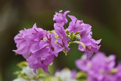 Close-up of pink flowering plant