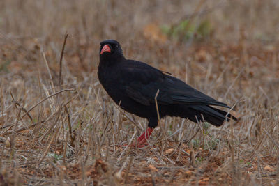 Black bird perching on a land