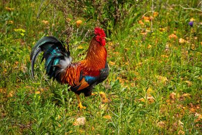 Mallard duck on field