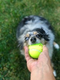 Midsection of person holding ball with dog