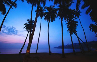 Palm trees at sunset