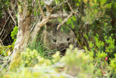 Close-up of lizard on grass