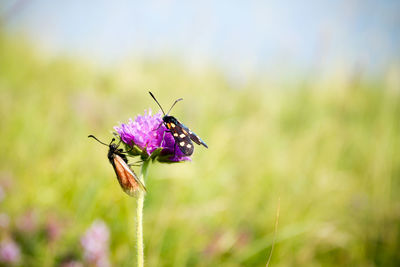 Close-up of insect on purple flower