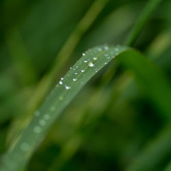 Close-up of water drops on leaf