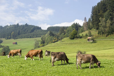 Cows grazing on field against sky