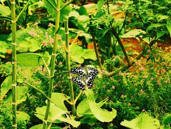 Close-up of butterfly perching on leaf