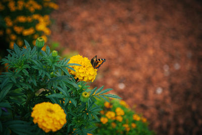 Close-up of butterfly pollinating on yellow flower