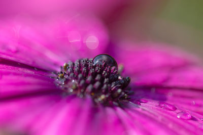Close-up of pink flower