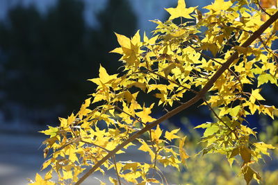 Low angle view of yellow maple leaves on tree