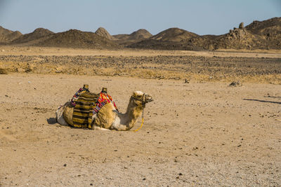 Camel in desert holiday