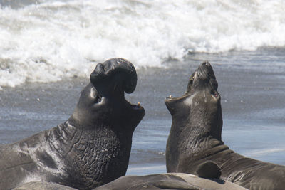 View of an animal on beach