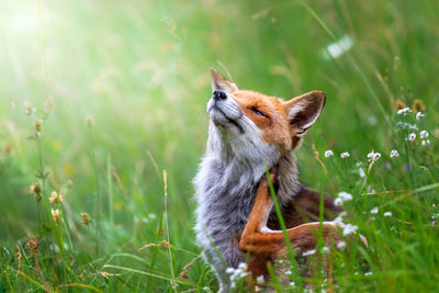 Red fox in the meadow