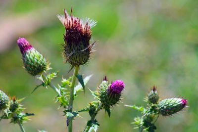 Close-up of thistle on plant