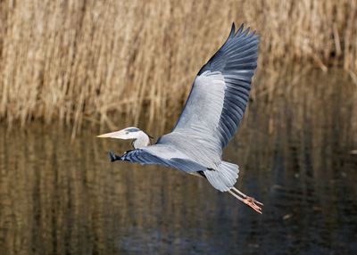 Heron flying over lake