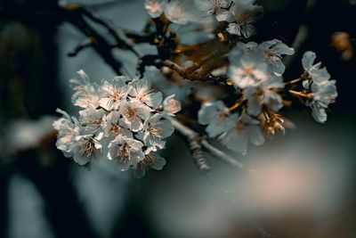 Close-up of cherry blossoms on tree