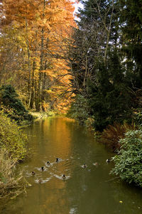 Ducks swimming in lake