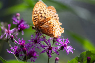 Close-up of butterfly pollinating on pink flower