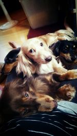 pets