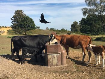 Cows standing in a field