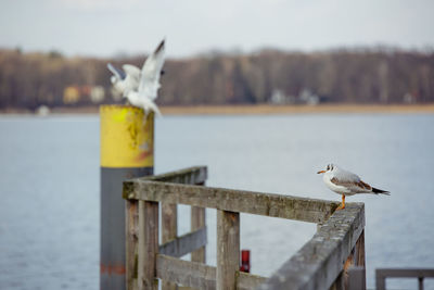 Close-up of seagull perching on shore against sea