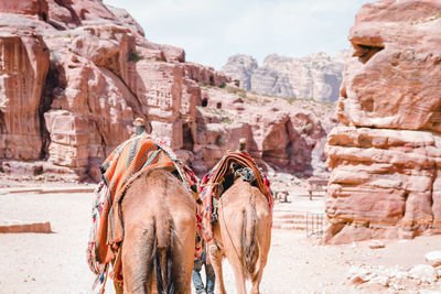 Panoramic view of an animal