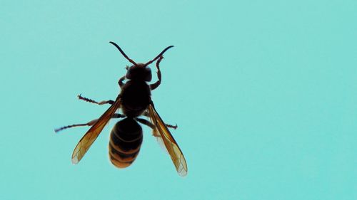 Close-up of long wasp and body details against blue sky